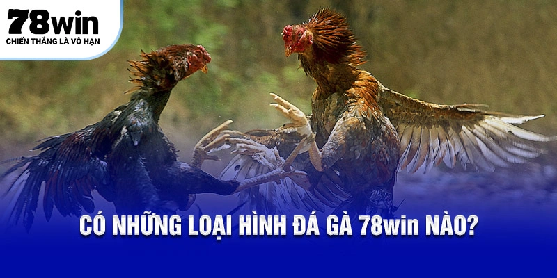 Có những loại hình đá gà nào?